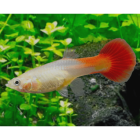 Guppy Red Blonde Female