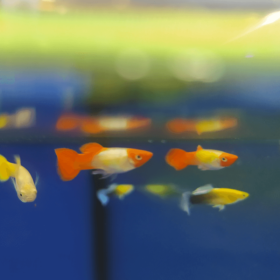 Guppy Red Cap Male