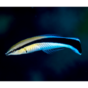 Labroides Dimidiatus