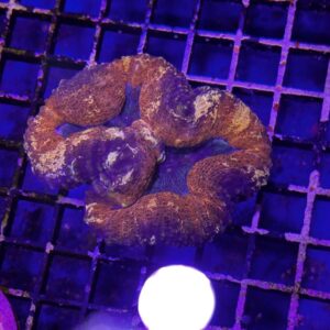 Lobophyllia, Splitcolor Rainbow