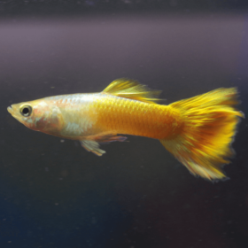 Micariff Yellow Guppy Male