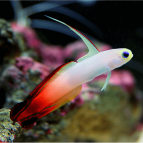 Nemateleotris Magnifica