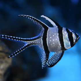 Pterapogon Kauderni