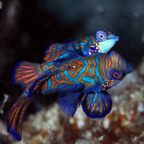Pterosynchiropus Splendidus Blue