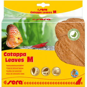 Catappa Leaves M