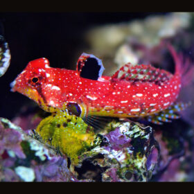Synchiropus Sycorax Female, Ruby Red Dragonet