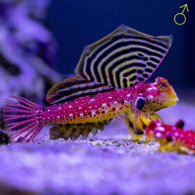 Synchiropus Sycorax Male
