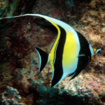 Zanclus Cornutus
