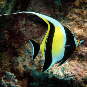 Zanclus Cornutus