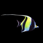 Zanclus Cornutus, Moorish Idol