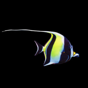 Zanclus Cornutus, Moorish Idol
