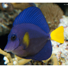 Zebrasoma Xanthurum
