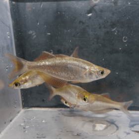 Μελανοταίνια Glossolepis Incisus