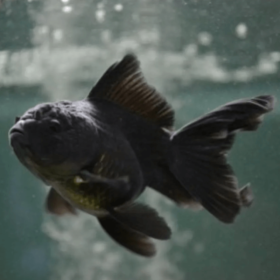 Χρυσόψαρα Black Oranda Medium