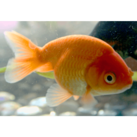 Χρυσόψαρα Ranchu