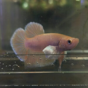Betta Plakat Dumbo Ear Gold WYSIWYG