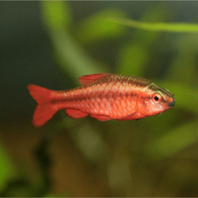 Cherry Barb