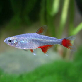 Bloodfin tetra.