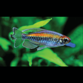 Congo Tetra