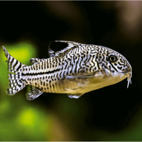 Corydoras Julii