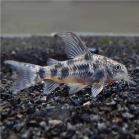 Corydoras Pepper