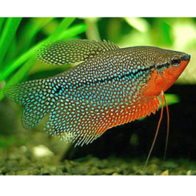 Gourami Pearl