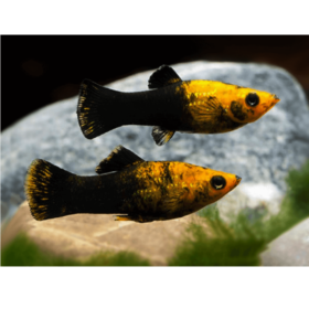Molly Dust Golden Black