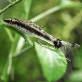 Otocinclus vittatus