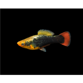 Platy Hawaii Variatus