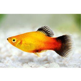 Platy Sunburst