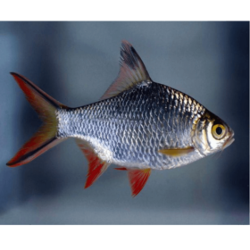Red Tail Tinfoil Barb