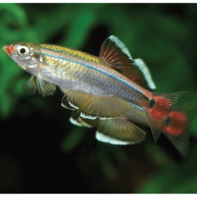White Cloud Mountain Minnow