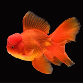 Χρυσόψαρα Red Lionhead Premium