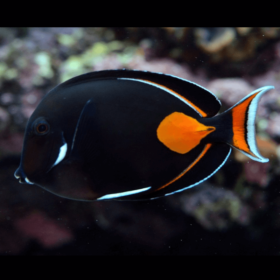 Acanthurus Achilles