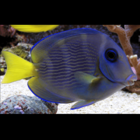 Acanthurus Coeruleus, Atlantic blue tang