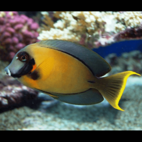 Acanthurus Pyroferus, Chocolate Tang