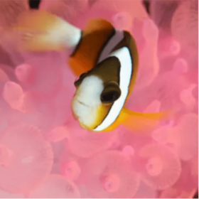 Amphiprion Clarkii