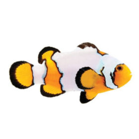 Amphiprion Ocellaris Premium Snowflake