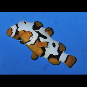 Amphiprion Percula Picasso PAIR, tank bred