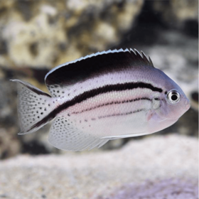 Genicanthus Lamarck FEMALE, Lamarck's Angelfish