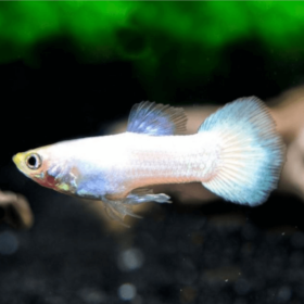Guppy Snow White MALE