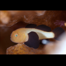 Paragobiodon Lacunicolus