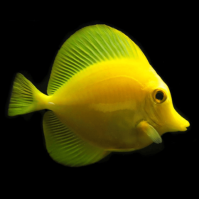 Zebrasoma Flavescens TANK BRED, Yellow tang