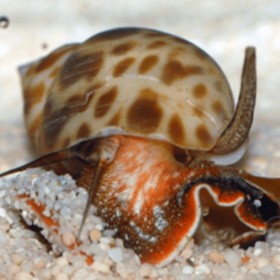 Babylonia Lutosa
