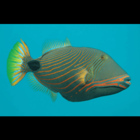 Balistapus Undulatus