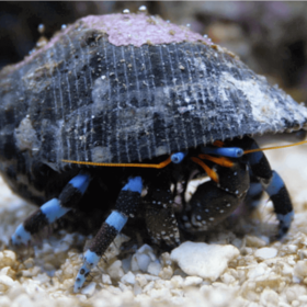 Calcinus Elegans