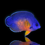 Centropyge Bispinosa Coral Beauty