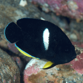 Centropyge Tibicen