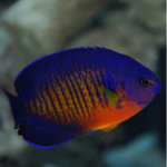 Centropyge Βispinosa, Coral Beauty Dwarf Angelfish