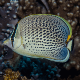 Chaetodon Guttatissimus